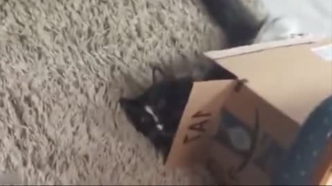 The cat fell out of the chair funny