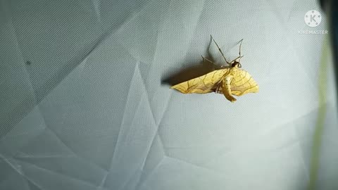 Cute little birdie 🦋 in my ⛺