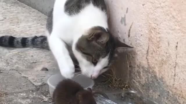Ho No! Don't Mess With That Mouse