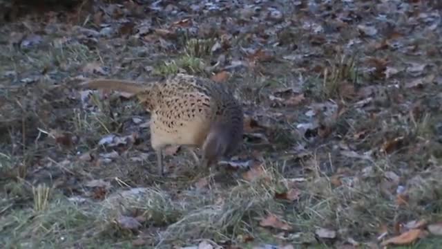 Feeding a wild Pheasant in my garden