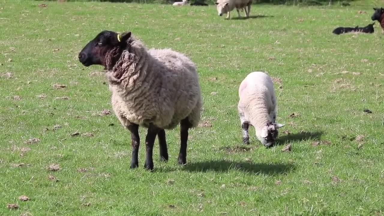 Sheep mother with her calf