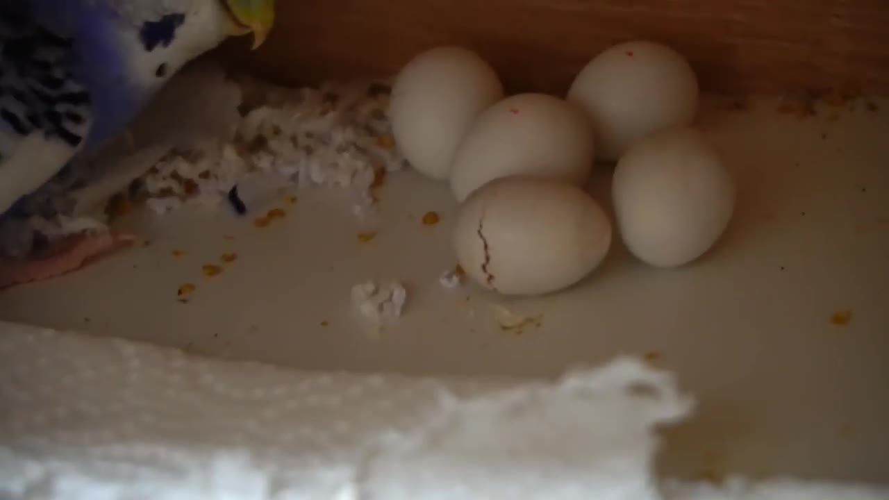 Watch 5 baby budgies growing day by day6