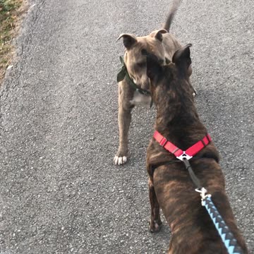 American Pit Bull terriers play in street