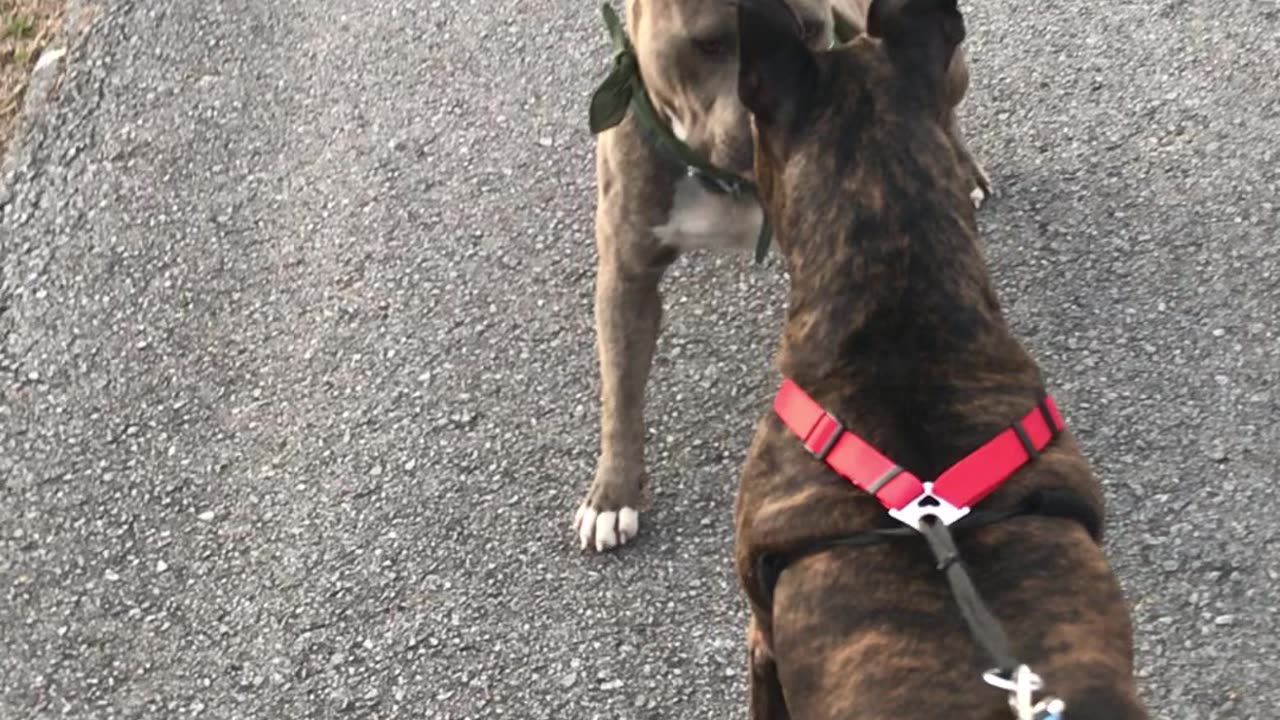 American Pit Bull terriers play in street