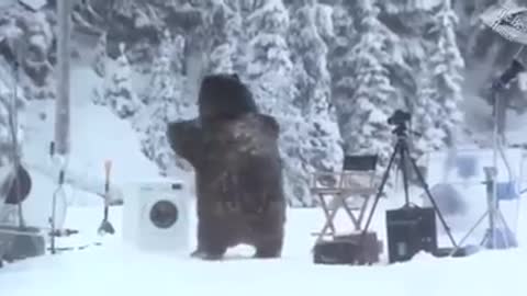 A bear attacked people while they were camping