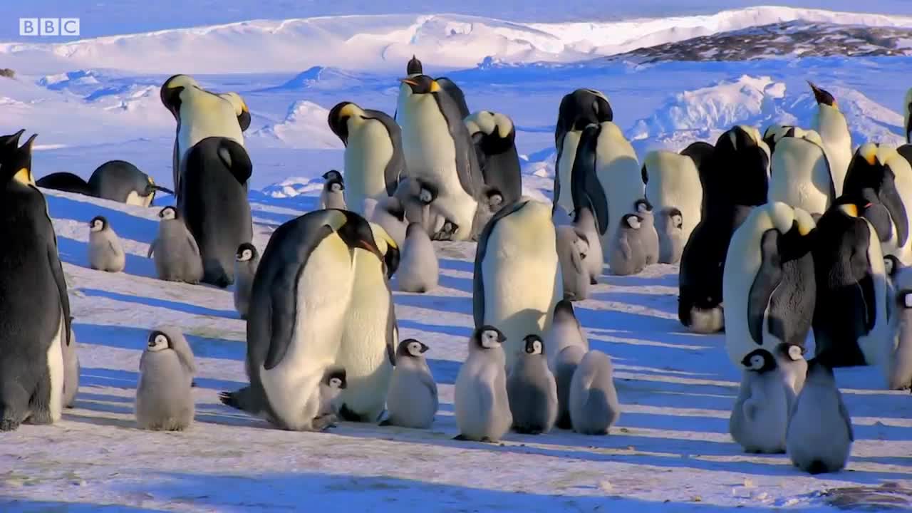 Baby Penguin Tries To Make Friends | Snow Chick: A Penguin's Tale | BBC Earth