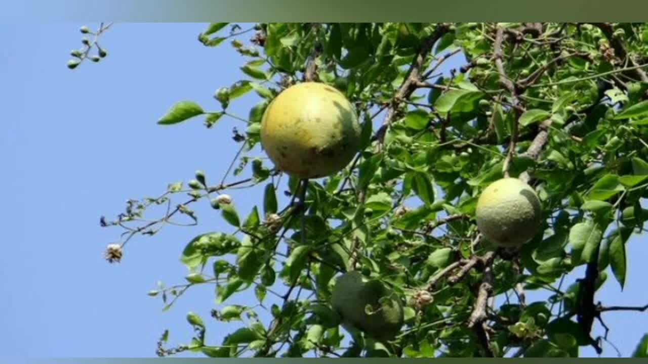 क्या आपने खाए हैं यह फल।भारत के कुछ अनोखे फल।Rare fruits of India।बहुत ही कम लोग जानते इनके बारे में