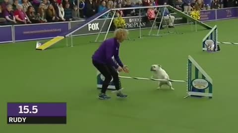 BULLDOG AGILITY