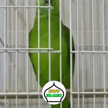 A bird repeats the Truth ☪️