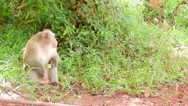 Monkey prank the monkey