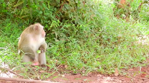 Monkey prank the monkey