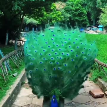 Beautiful Peacock Spreading Love to the world