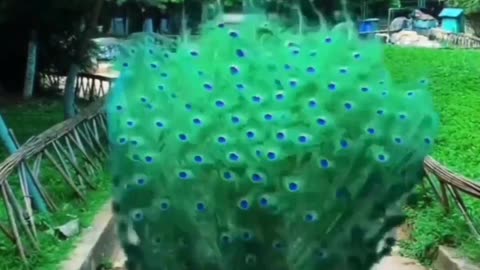 Beautiful Peacock Spreading Love to the world