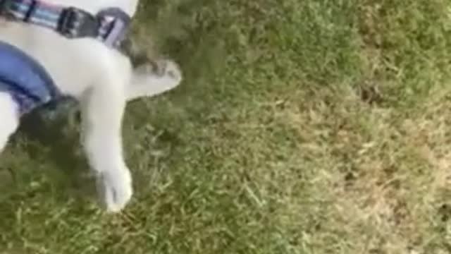 Frenchie Puppy Hates Walks, Refuses To Move