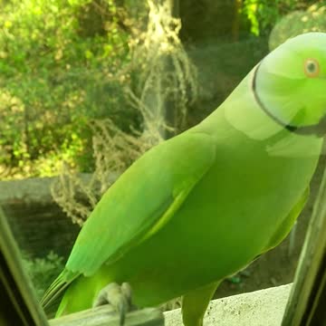 Parrot on my window early in the morning