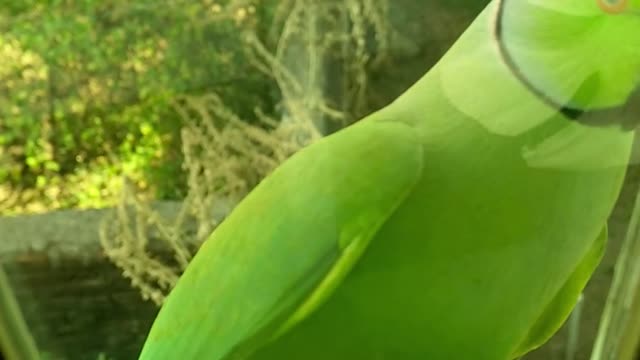 Parrot on my window early in the morning