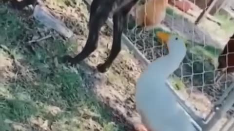 Funny dog and duck video 😂duck bites on dog’s ass😹🙀😱