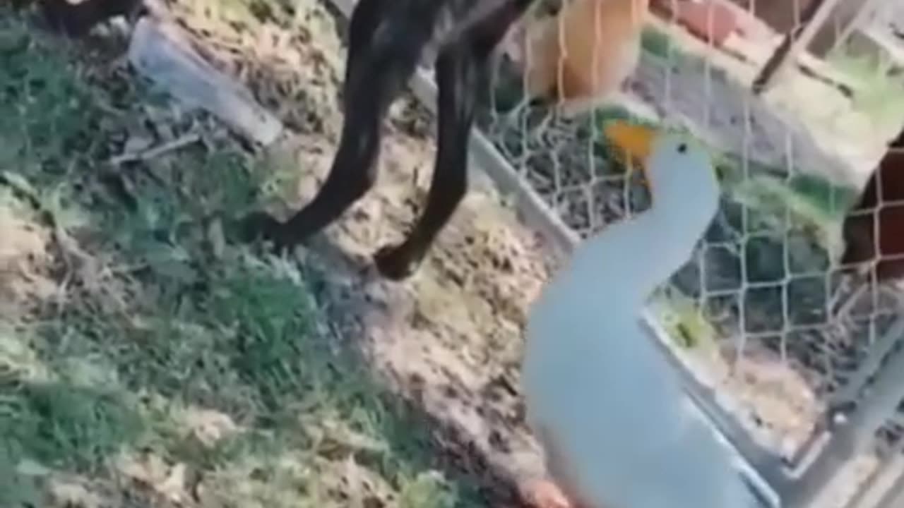 Funny dog and duck video 😂duck bites on dog’s ass😹🙀😱