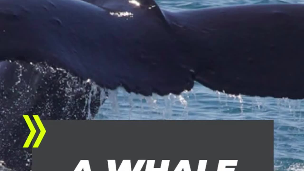 A WHALE IS ALWAYS RIGHT