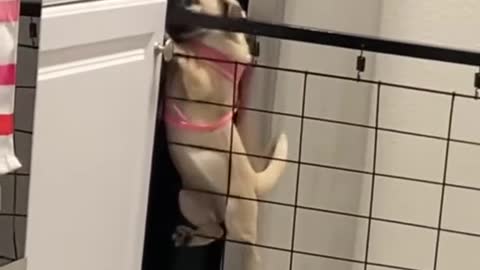 I thought he was trying escape than I realized he was trying to get a snack 😂😂 🍗 🥩