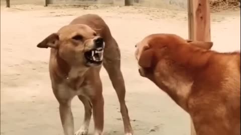 Animal comedy