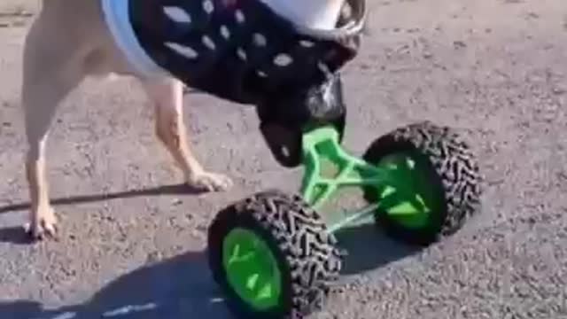 Tiniest Puppy Loves To Race Around On His Wheels | The Dodo Little But Fierce