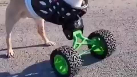 Tiniest Puppy Loves To Race Around On His Wheels | The Dodo Little But Fierce