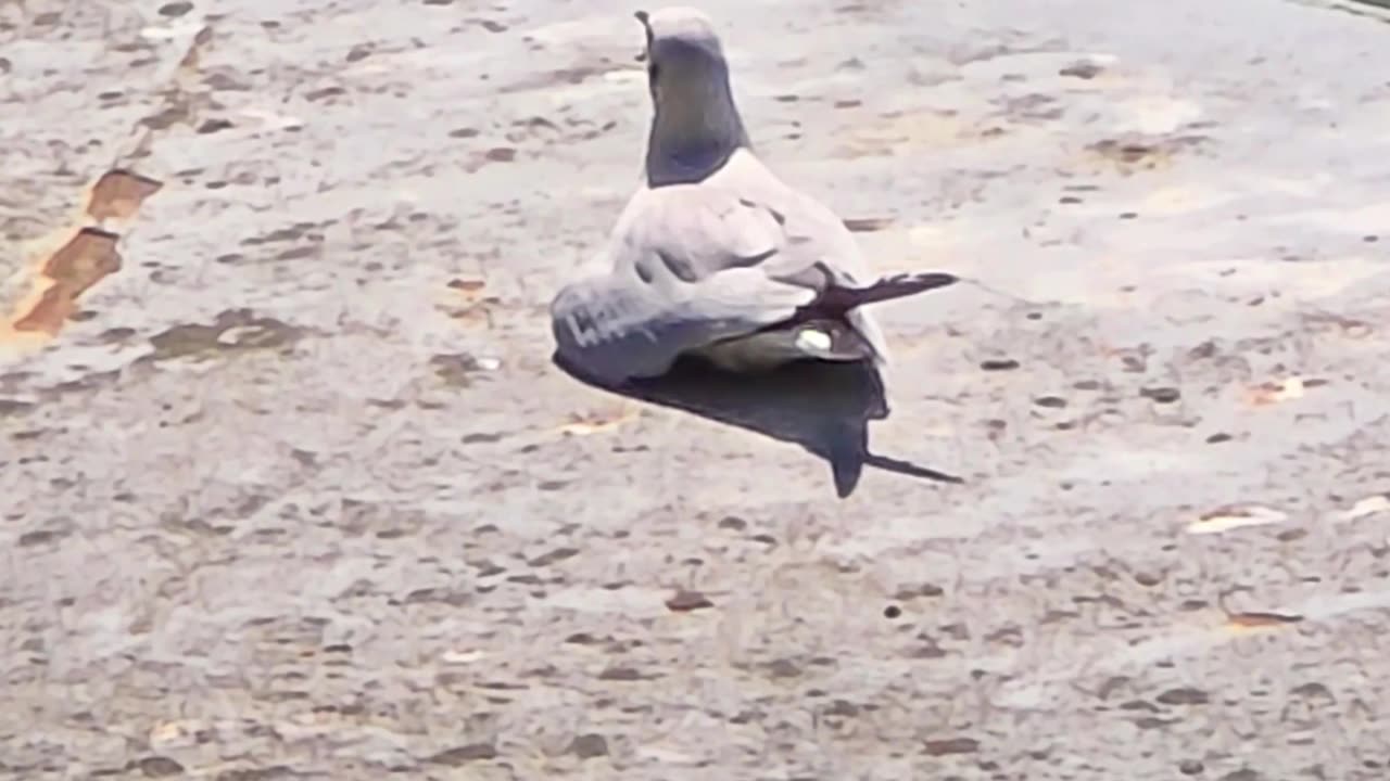 Seagull on a ship / a seagull chilling.