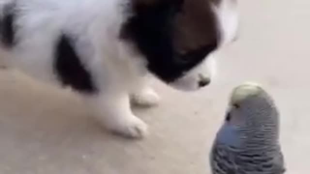 Funny pet dog