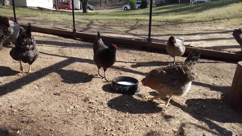 Chickens drinking milk.