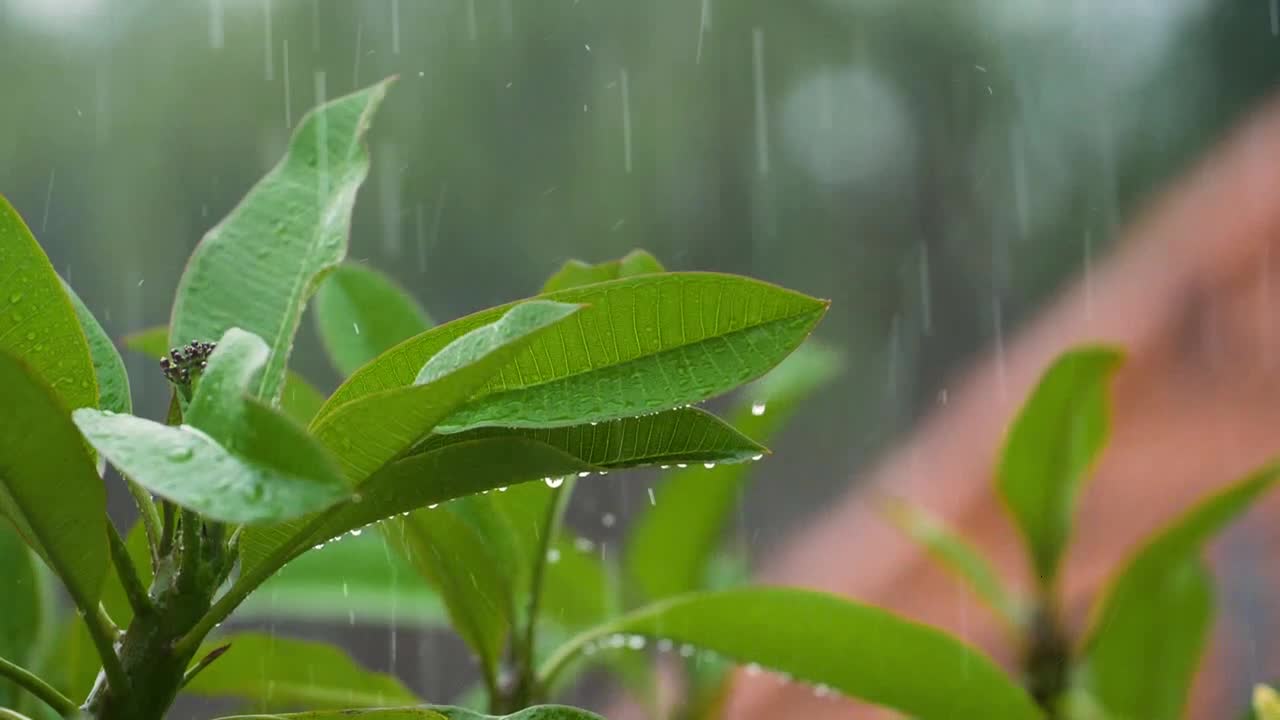 Close Up Shot Rain Drops Falling On Leaves