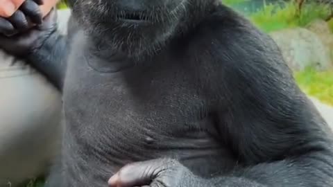 #foryou #gorilla #silverback #baby #monkey #fyp #funny #foryou #animals