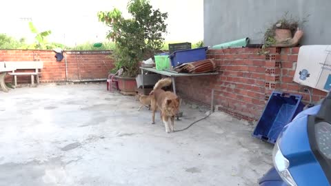 Dog React When Seeing Stranger