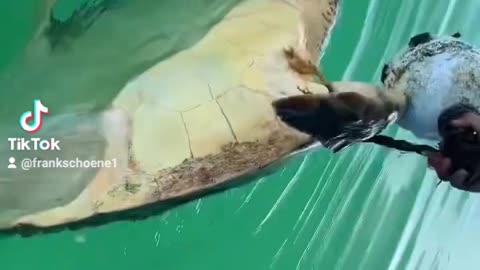 Turtle waves goodbye