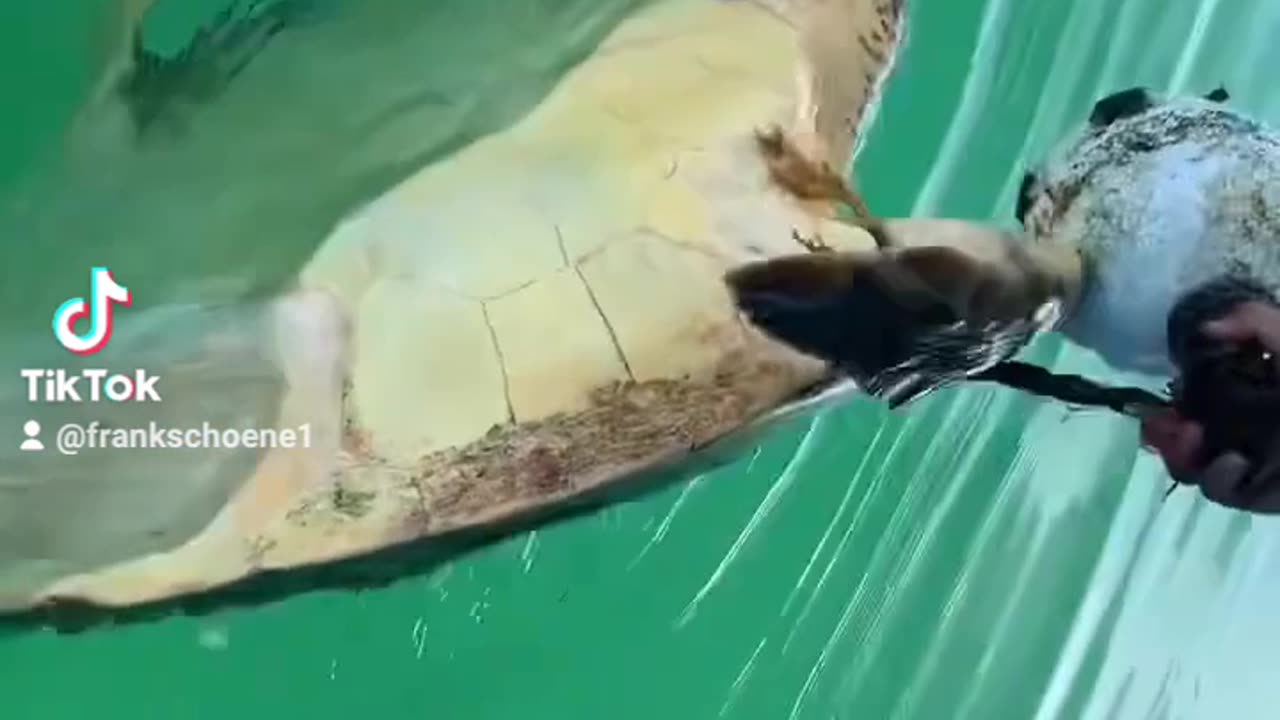 Turtle waves goodbye