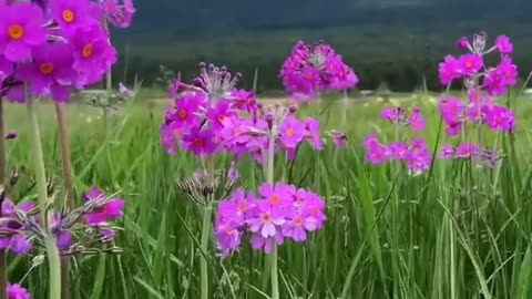 Red flowers