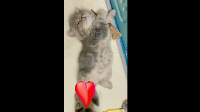 Cute Sleeping Cat