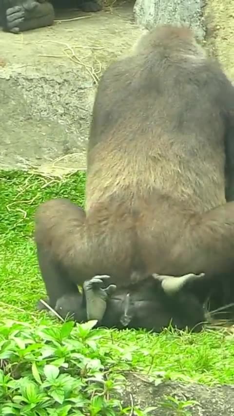 452#ゴリラ | D'jeeco Family 🦍 #shorts 【#金剛猩猩】