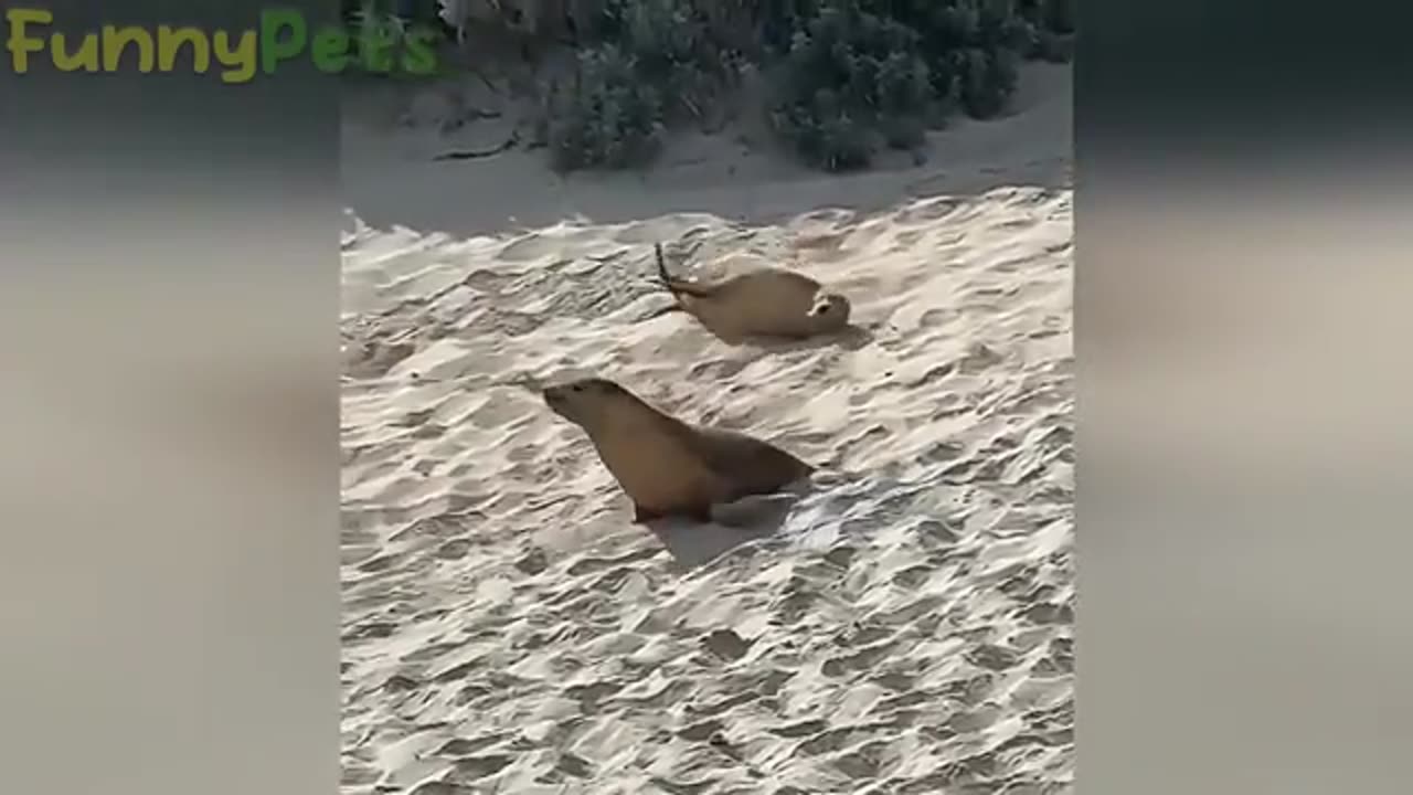 FUNNY VIDEO