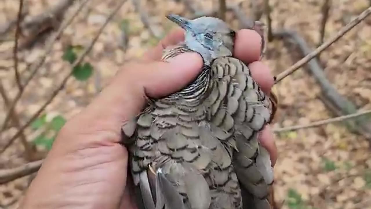 save The Little Bird From The Hunters ,