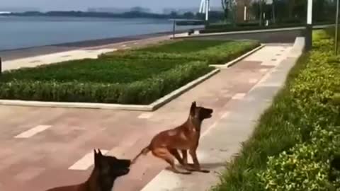 Cute dogs jump the garden #short