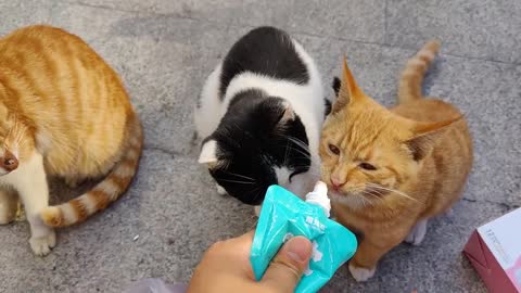 Three kittens eat