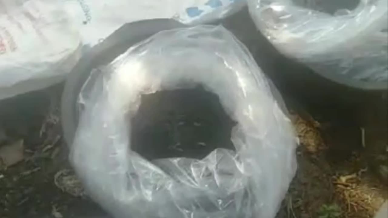 Begini cara packing bibit lele dengan plastik dan gas oksigen