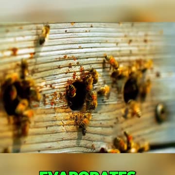 The Amazing Process of How Bees Make Honey