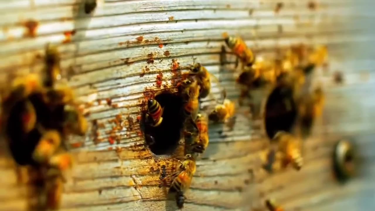 The Amazing Process of How Bees Make Honey