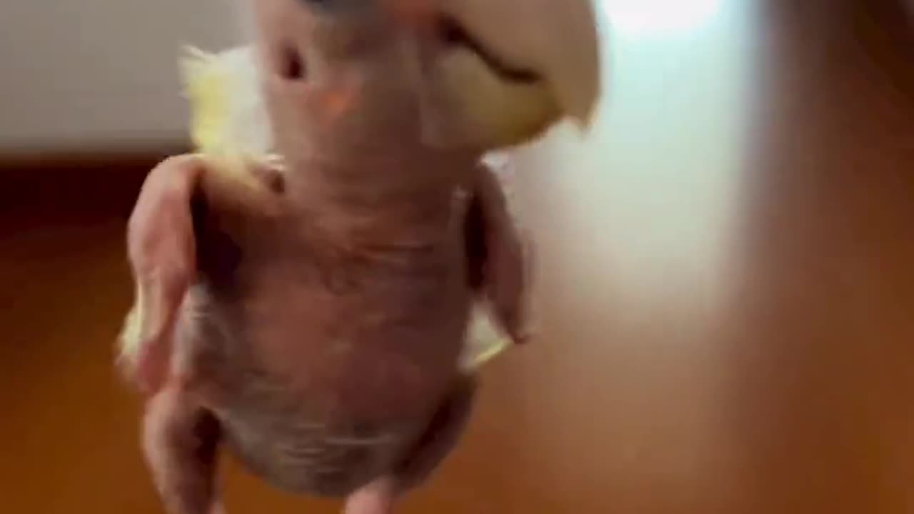 Enjoy this little ASMR of blondies little...