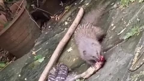 King Cobra and Mangoes Fighting .