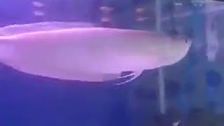 Arowana silver red