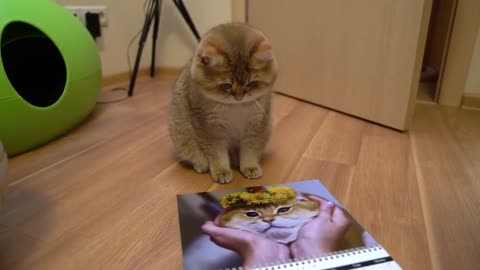 Black Friday! Hosico Calendar 2019!