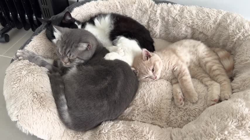 Cats Love To Snuggle Sleep Together